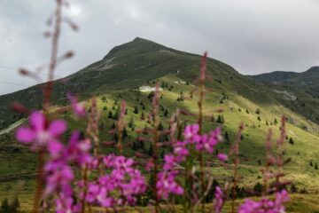 Flowers and mountains